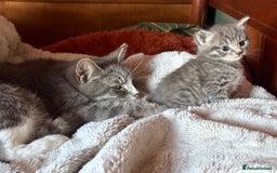 Mixed Breed cats for sale: Gorgeous little boy - Advert 5