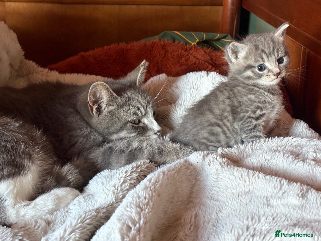 Mixed Breed cats for sale: Gorgeous little boy - Advert 5