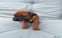 Rhodesian Ridgeback dogs for sale: Rhodesian Ridgeback Puppy 2 Yellow - Ridgeback: Chunky, Large Paws and Full Ridges  - Image 1