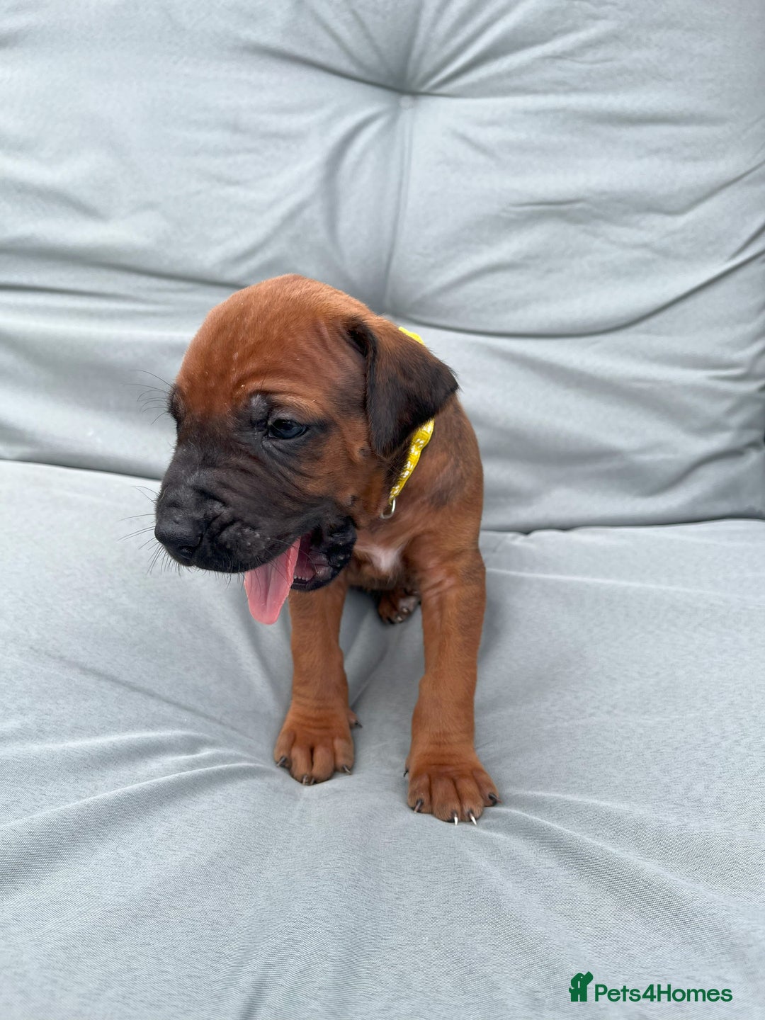 Rhodesian Ridgeback dogs for sale: Rhodesian Ridgeback Puppy 2 Yellow - Ridgeback: Chunky, Large Paws and Full Ridges  - Image 1