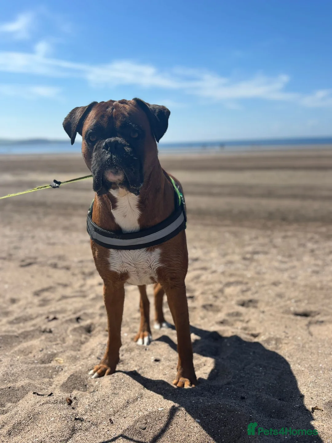 Boxer dogs for stud: Boxer dog available for stud  - Advert 5