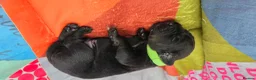 Mixed Breed dogs for sale: Patterdale X Lakeland Terrier  - Advert 12