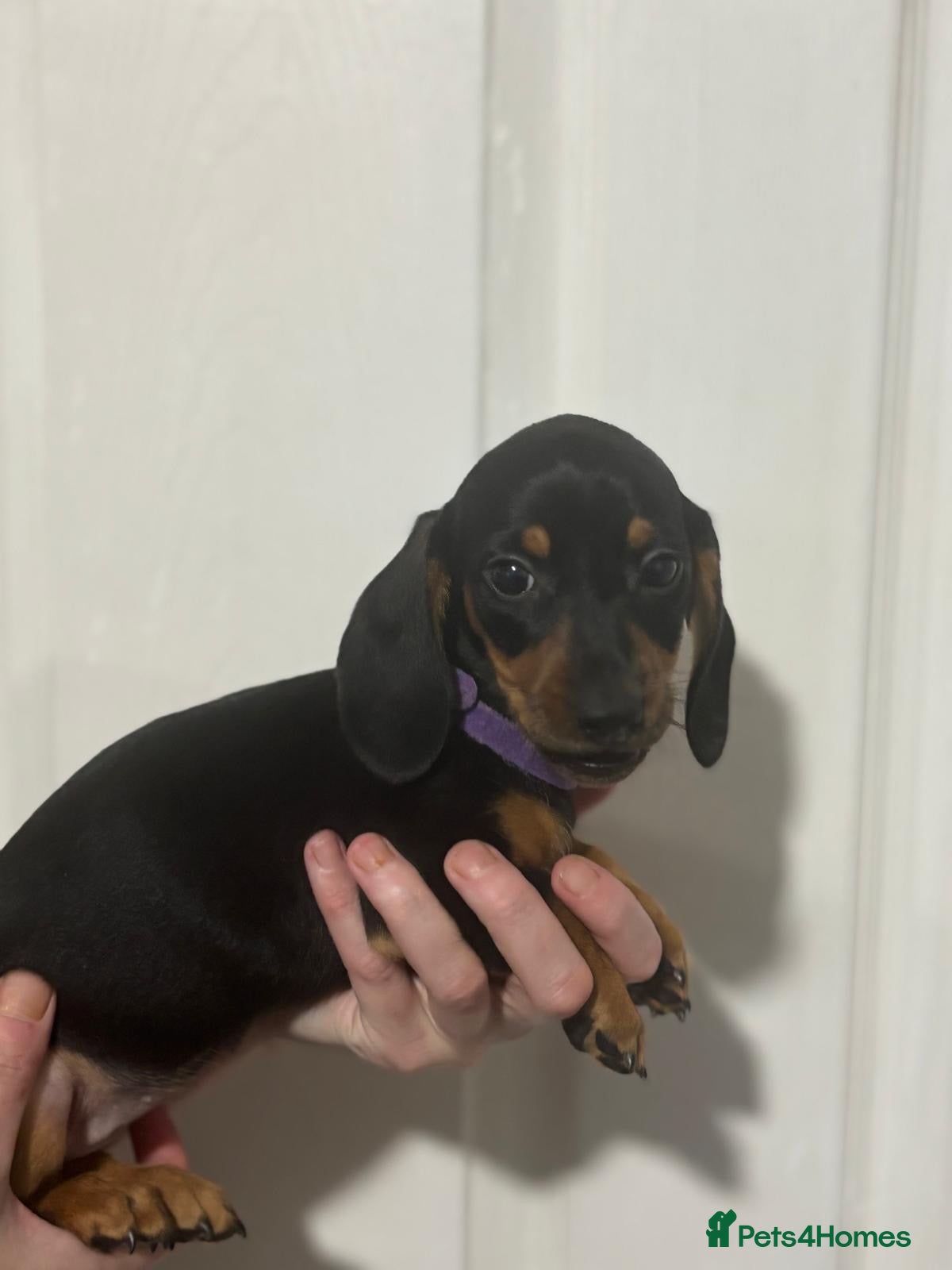 Miniature Dachshund dogs Miniature dachshunds  - Advert 4