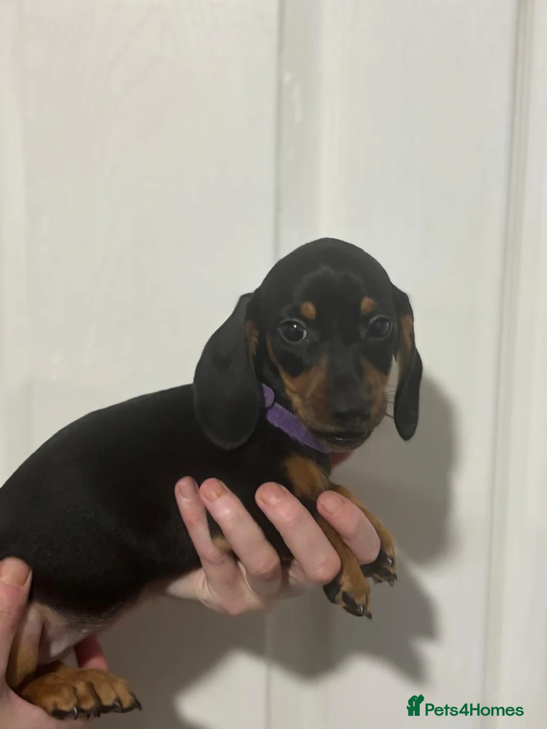 Miniature Dachshund dogs for sale: Miniature dachshunds  - Advert 1