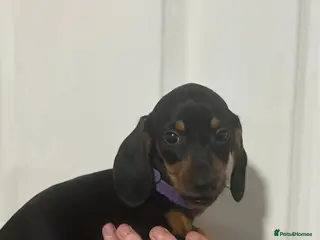 Miniature Dachshund dogs Miniature dachshunds - Advert 6