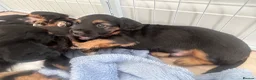 Mixed Breed dogs for sale: BEAUTIFUL TRI PUPS🫶🏽 - Advert 6