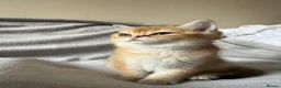 British Shorthair cats for sale: 🐾 Champion Bloodline BSH Golden Kittens 🐾 - Advert 24