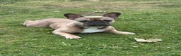 French Bulldog dogs for sale: French Bulldog Male - Advert 4