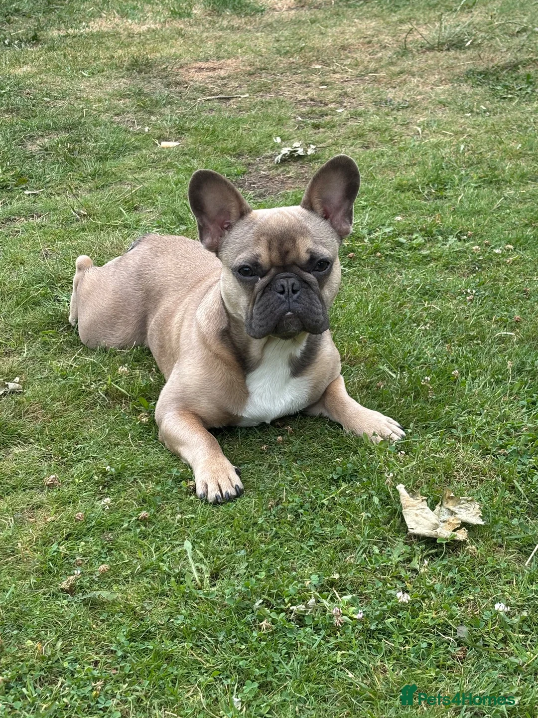 French Bulldog dogs for sale: French Bulldog Male - Advert 4