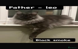 Maine Coon cats for sale: ✨Meet Cherry & Plum✨- TICA Reg - High Smoke-white - Image 25