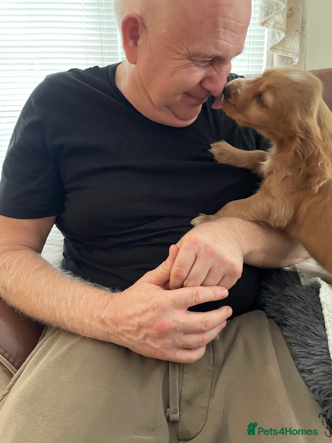 Cocker Spaniel dogs for sale:  Cocker spaniel puppies  - Advert 4