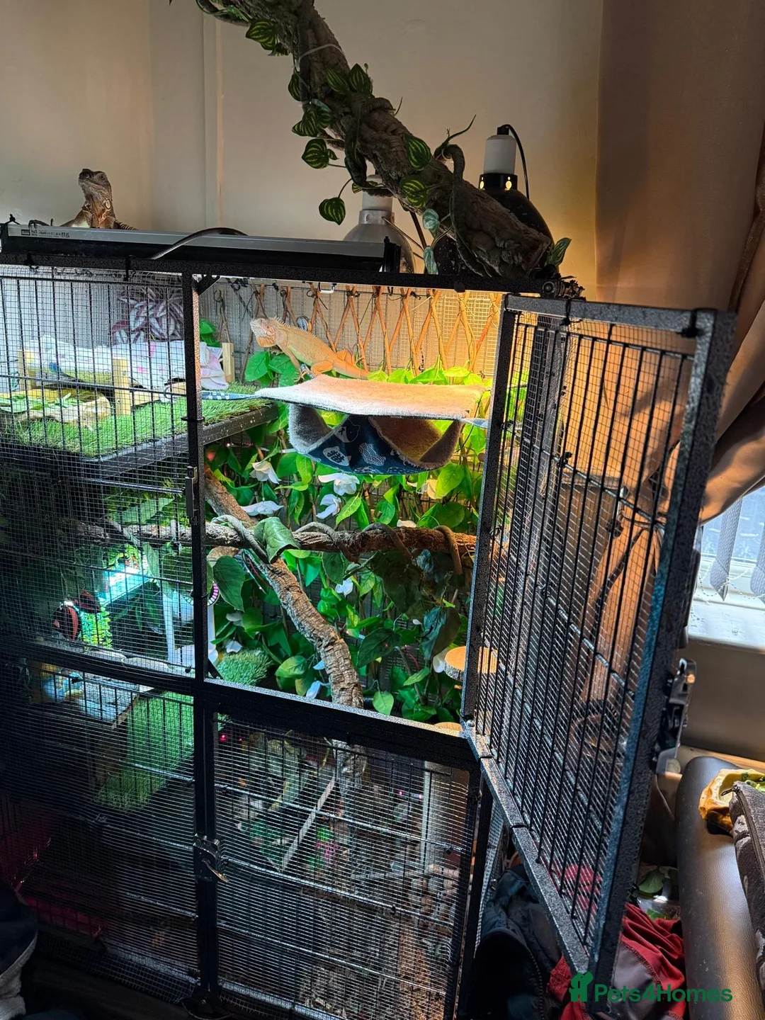 Iguana reptiles for sale: Iguana  in Manchester - Advert 1