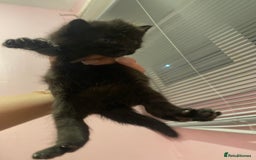 Mixed Breed cats for sale: kittens for sale - Image 3