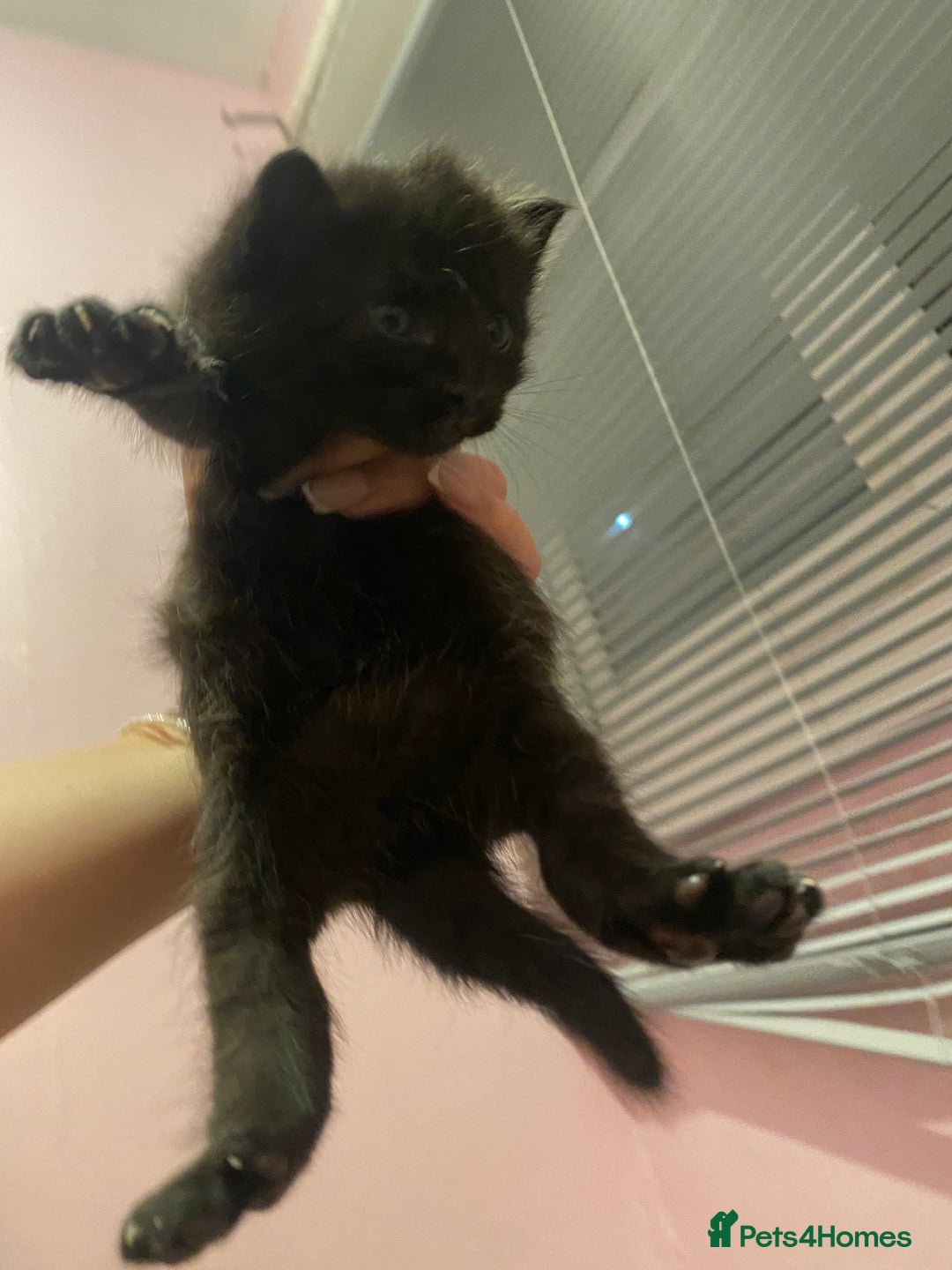 Mixed Breed cats for sale: kittens for sale - Image 3