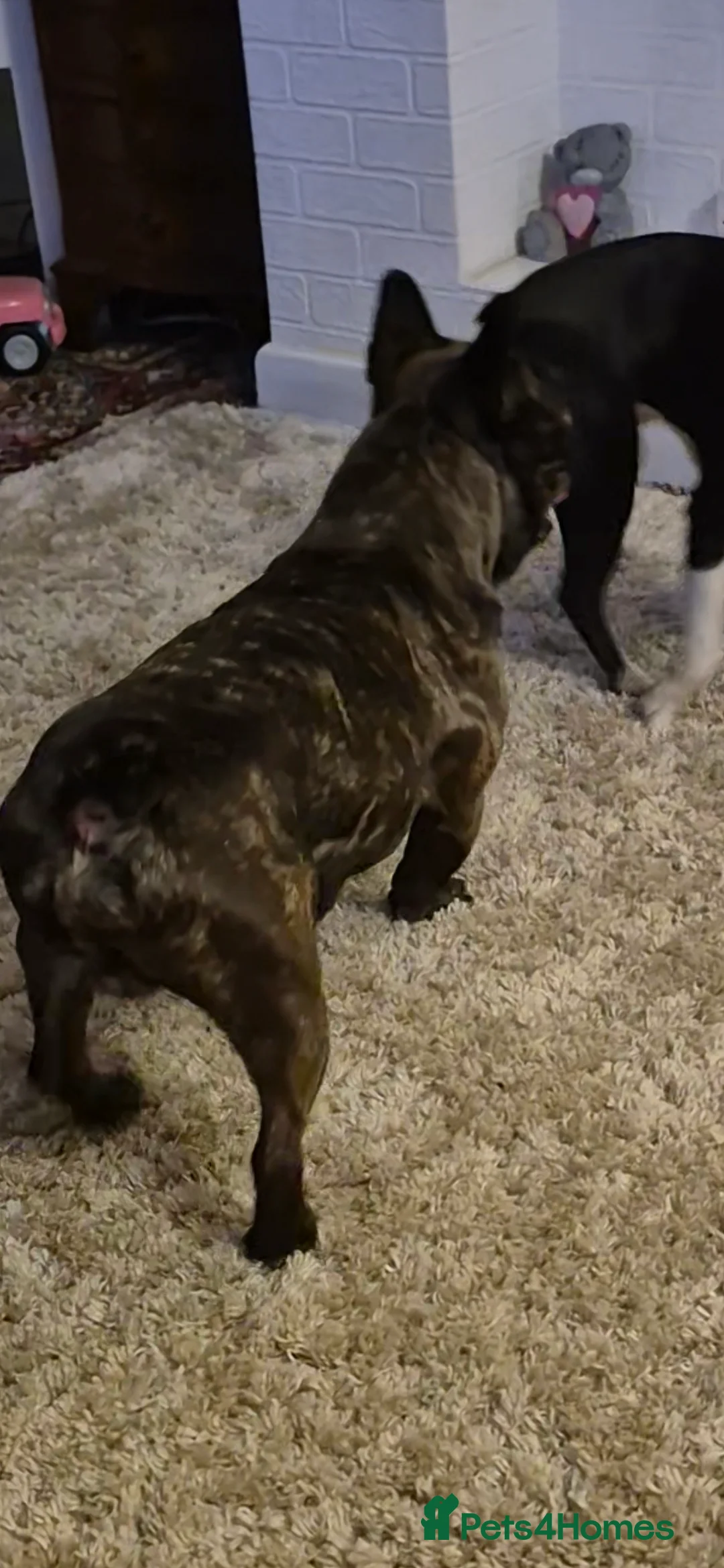 French Bulldog dogs for sale: French bulldog  - Advert 4