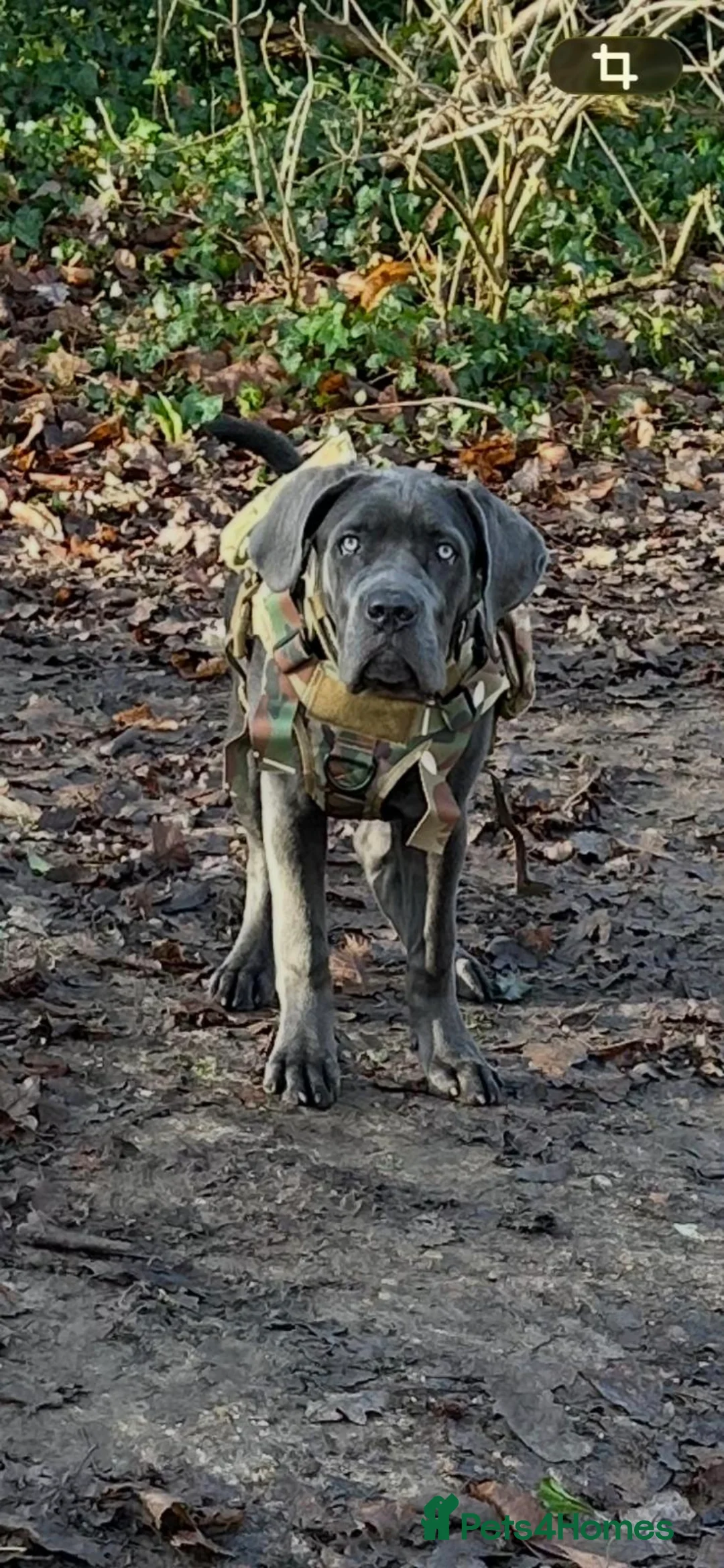 Cane Corso dogs for sale: Beautiful Girl looking for a new home - Advert 2
