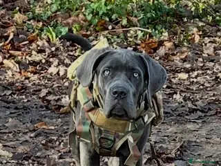 Cane Corso dogs Beautiful Girl looking for a new home - Advert 15