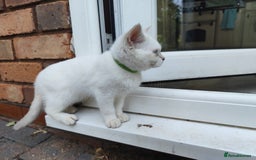 British Shorthair cats for sale: British short hair pure breed - Image 8