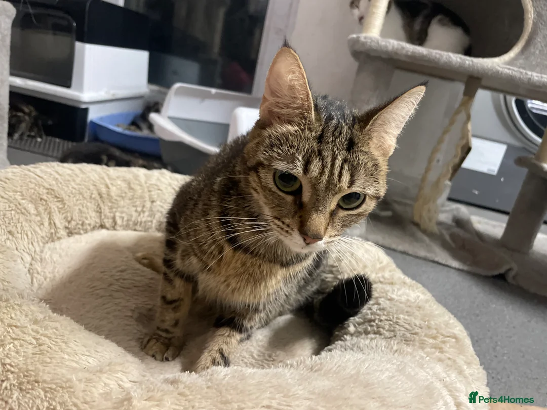 Mixed Breed cats for sale: 🐾 Stunning Bengal Mix Female 🐾 - Advert 5