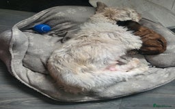 Shih Tzu dogs for sale: One beautiful little girl ready friday - Image 20