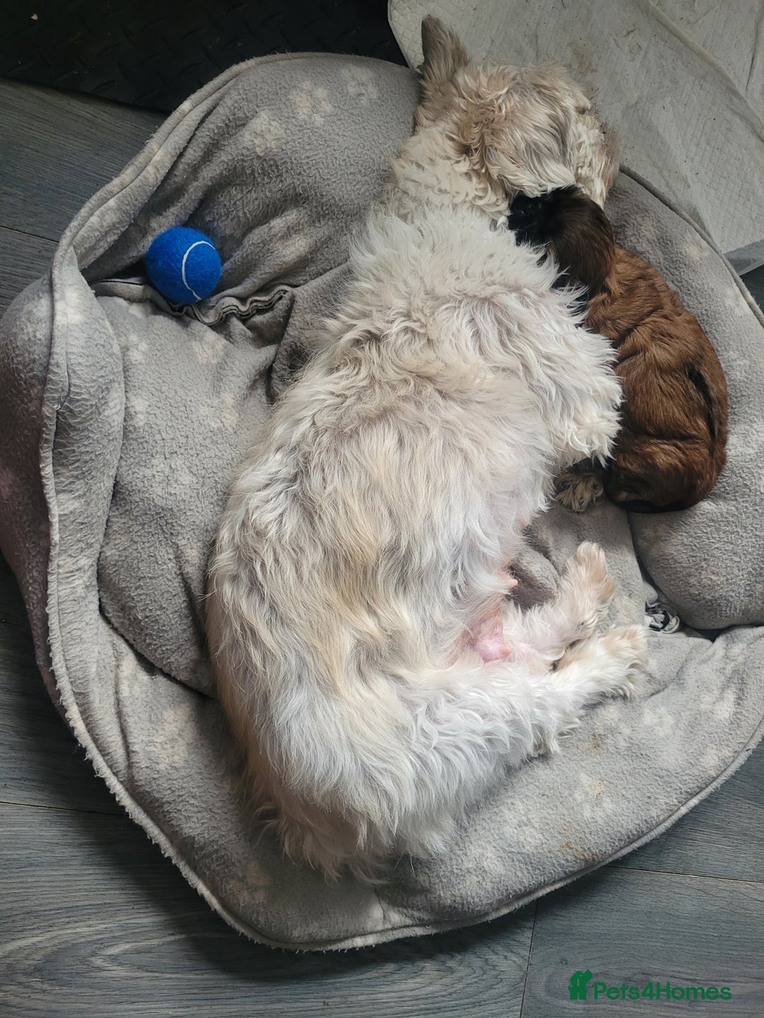 Shih Tzu dogs for sale: One beautiful little girl ready friday - Image 20