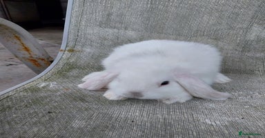 Mini Lop rabbits - Advert 4