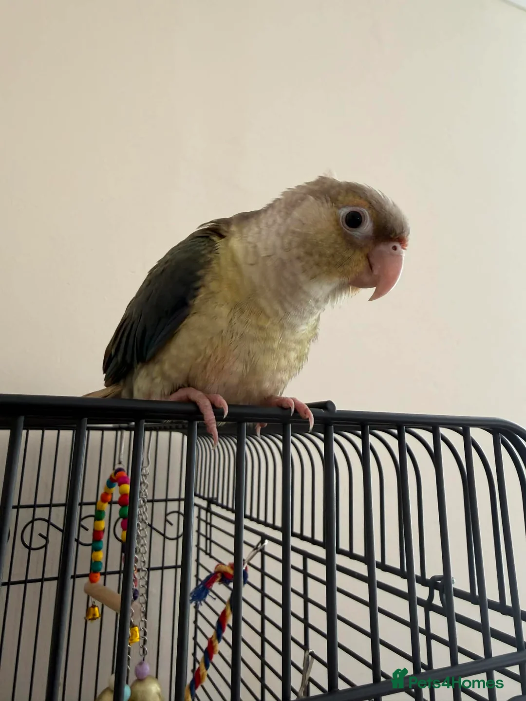 Conures birds for sale: Conure  - Advert 6