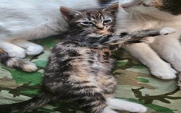 Munchkin cats for sale: Cute addorable kitten ready to leave immediately  in London - Image 28