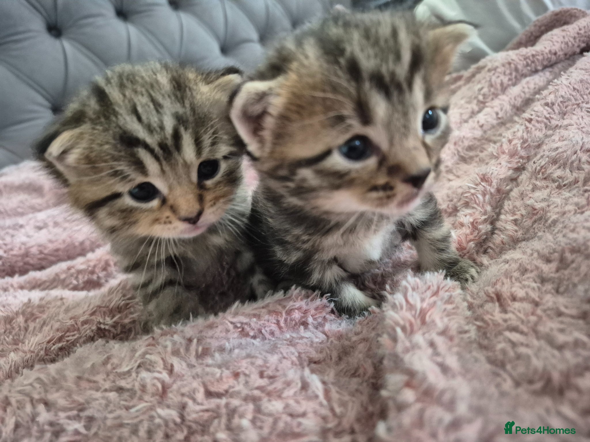Mixed Breed cats Doll faced persian cross bengal  - Advert 1