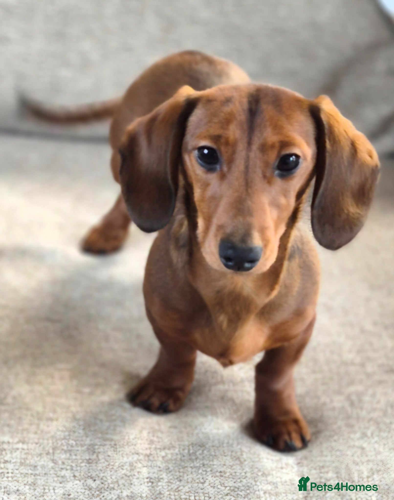 Dachshund dogs Miniture Red. Smooth haired Male - Advert 1