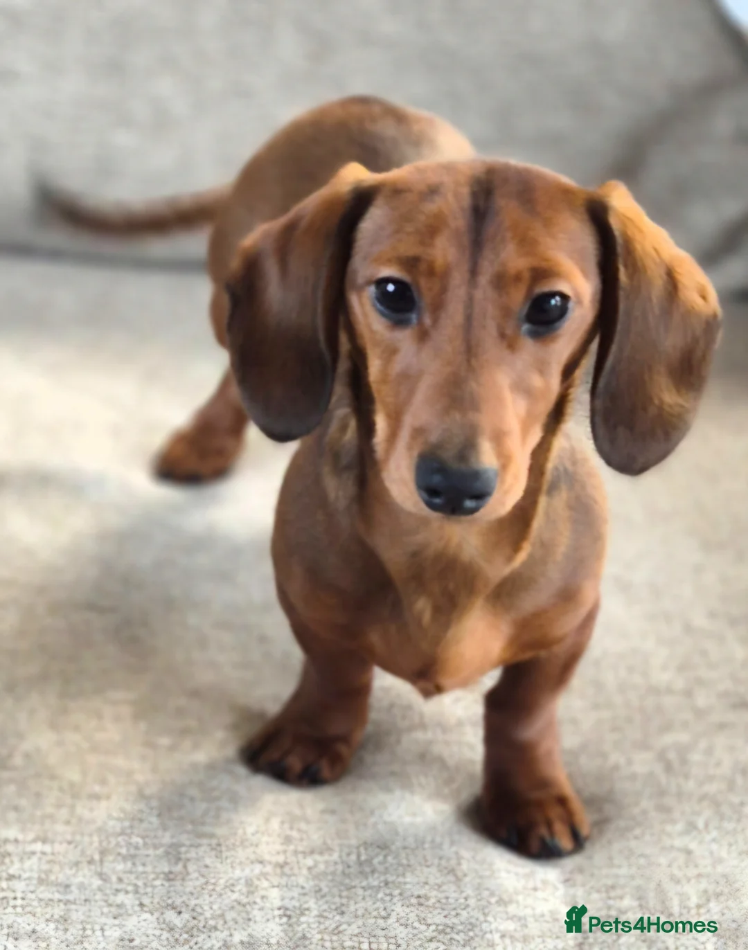 Dachshund dogs for sale: Miniture Red. Smooth haired Male in Cardigan - Advert 1