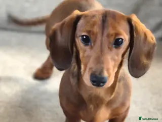Dachshund dogs Miniture Red. Smooth haired Male - Advert 8