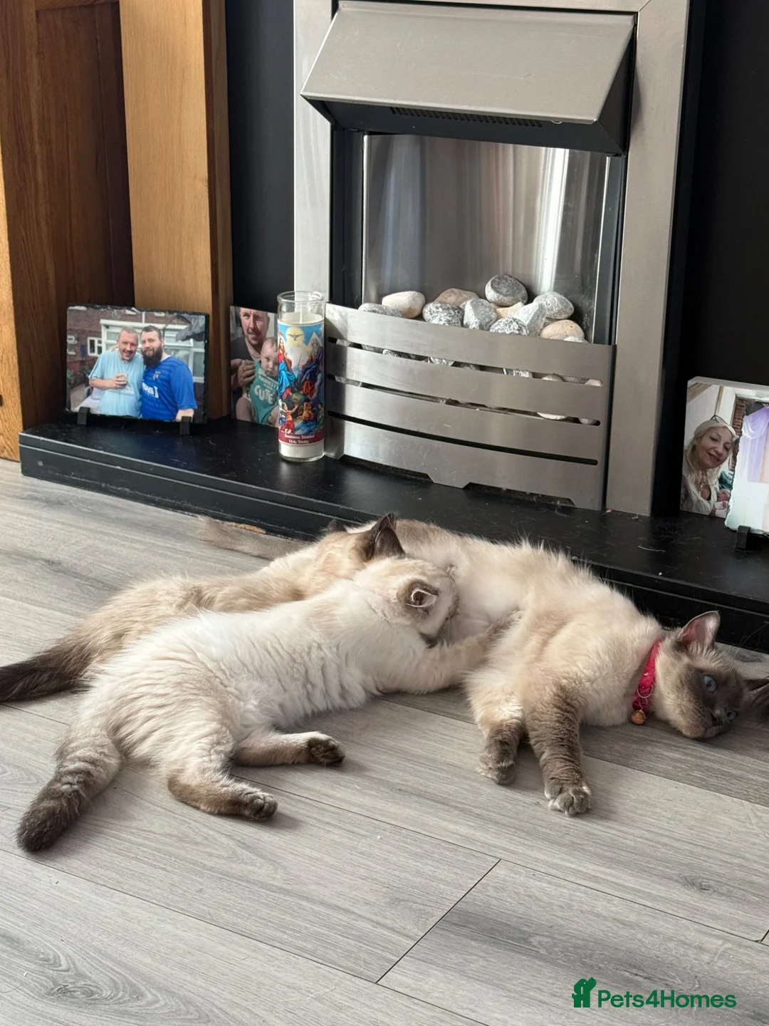 Ragdoll cats for sale: Stunning male ragdoll - Advert 2