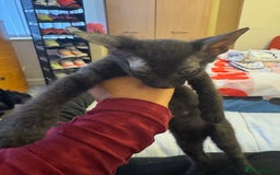 Sphynx cats for sale: Lovely Sphynx cross  - Image 14