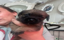 Border Terrier dogs for sale: Pedigree slem clear border terrier - Image 17
