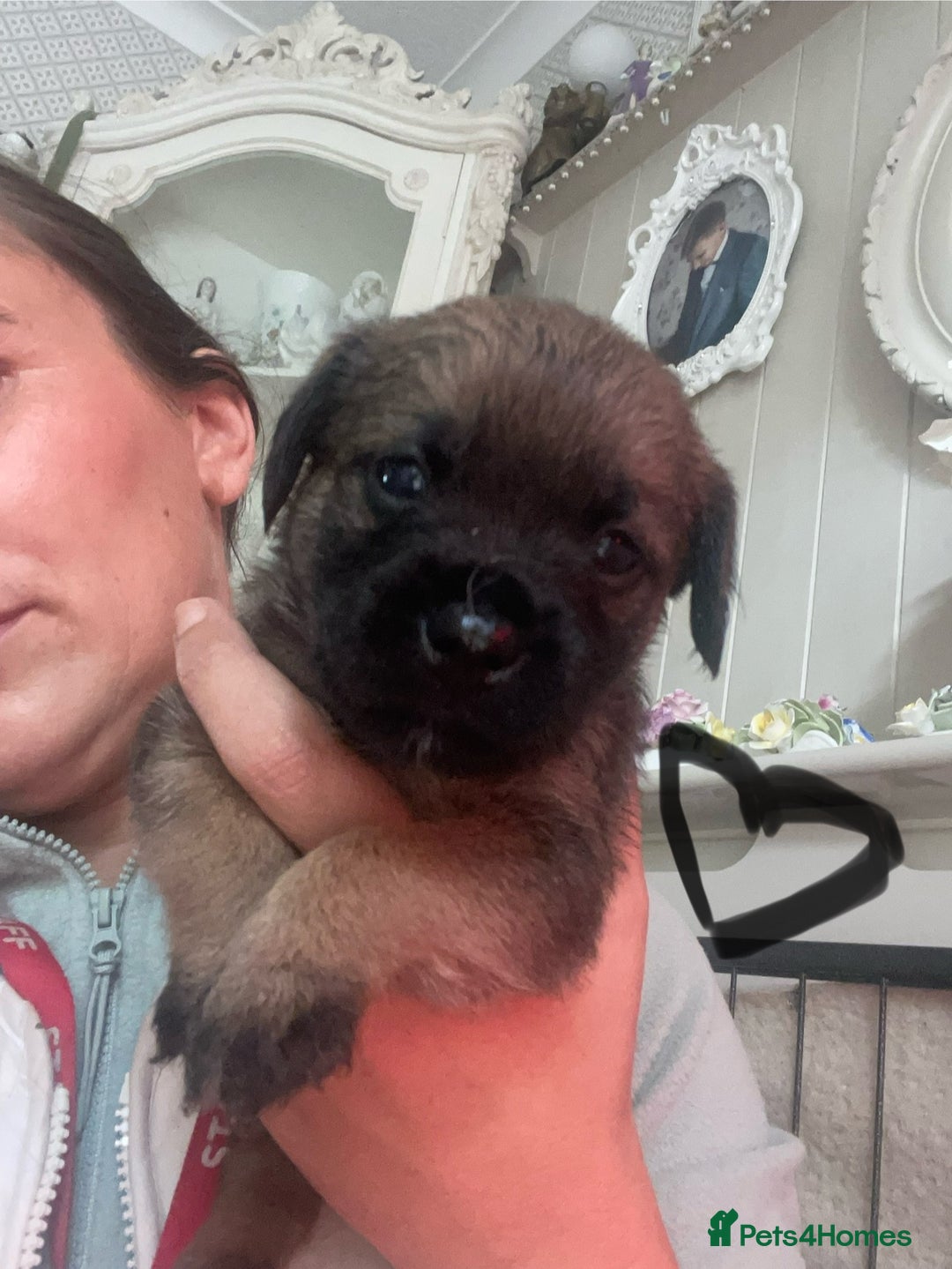 Border Terrier dogs for sale: Pedigree slem clear border terrier - Image 17
