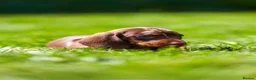 Miniature Dachshund dogs for sale: Miniature dachshunds boys and girls  - Advert 16