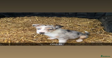 Border Collie dogs Collie cross blue merle pups - Advert 7