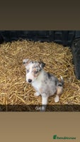 Border Collie dogs Collie cross blue merle pups - Advert 2
