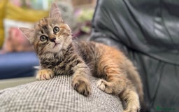 Mixed Breed cats for sale: STUNNING MULTICOLOURED KITTEN !!! - Image 9