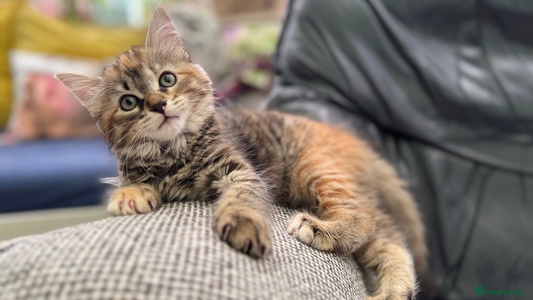 Mixed Breed cats for sale: STUNNING MULTICOLOURED KITTEN !!! - Image 9