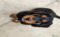 Cocker Spaniel dogs for sale: Working Cocker Spaniel Puppies  - Image 25