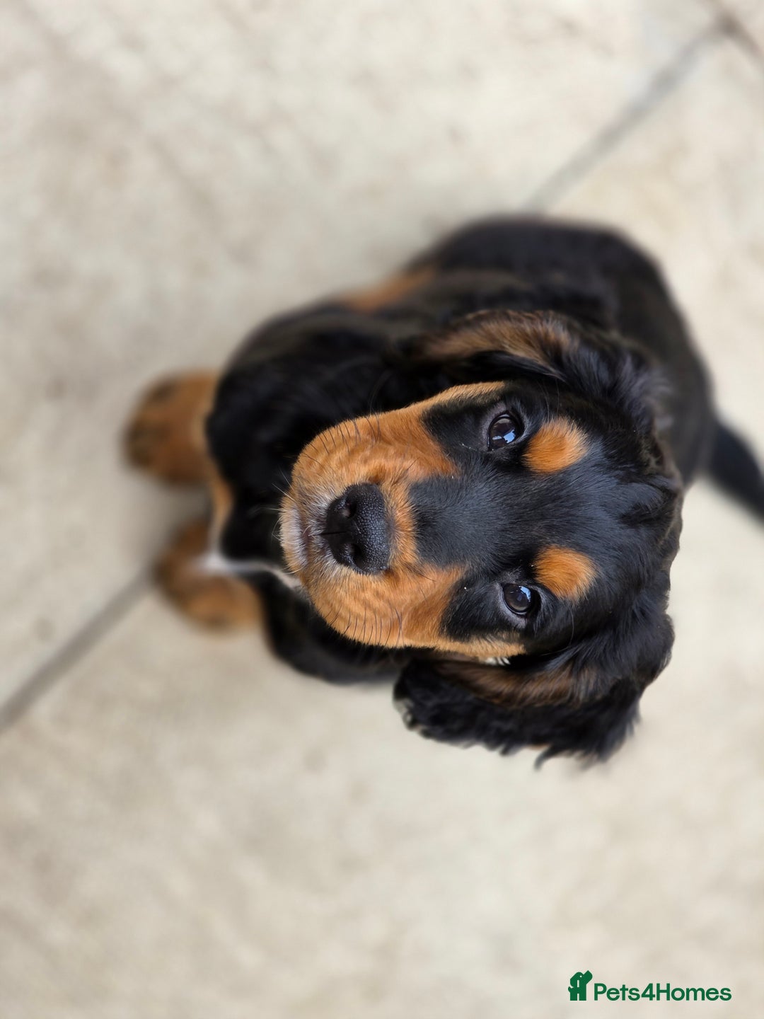 Cocker Spaniel dogs for sale: Working Cocker Spaniel Puppies  - Image 25