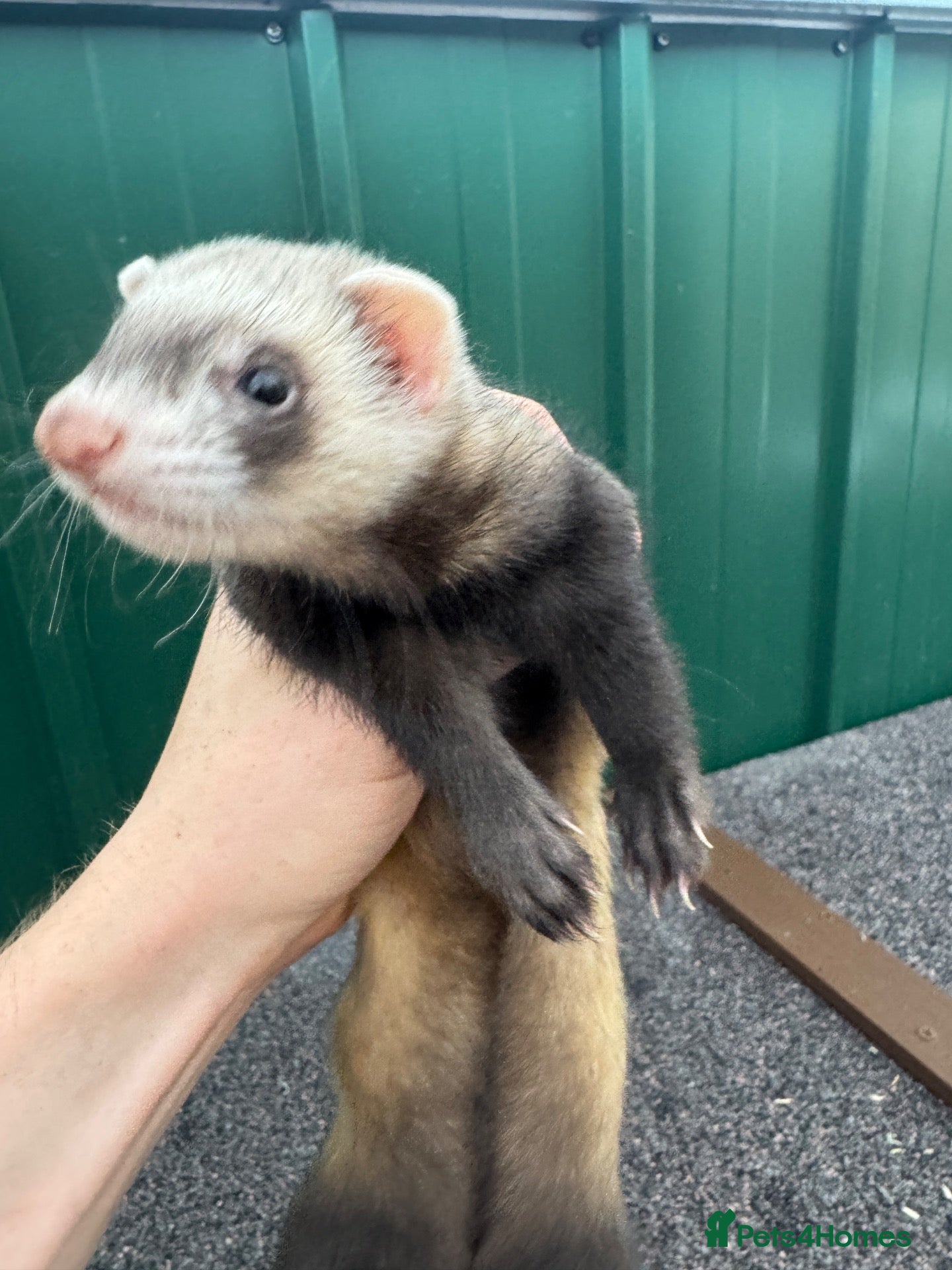 Ferret rodents Ferret kits  - Advert 2