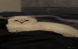 Scottish Fold cats for sale: Scottish fold mix British short hair male kitten  - Image 2