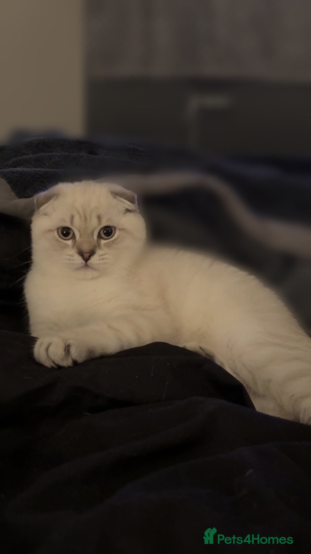 Scottish Fold cats for sale: Scottish fold mix British short hair male kitten  - Image 2