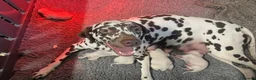 Dalmatian dogs for sale: Black and white puppies  - Advert 13