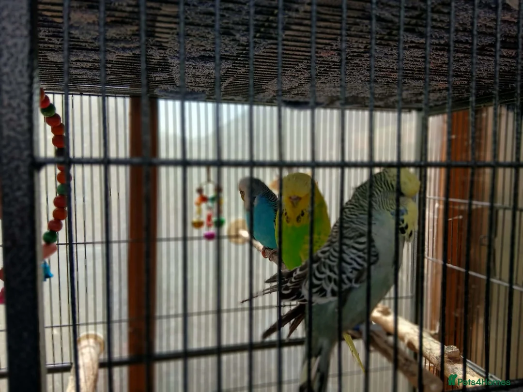 Budgerigars birds for sale: 7 Budgies for sale - Advert 4
