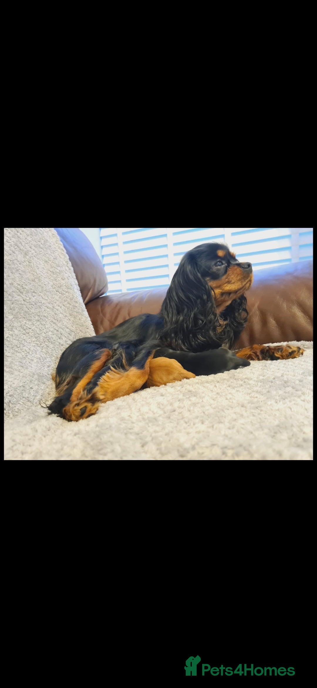 Cavapoo dogs for sale: Cavapoos f1 - Image 2