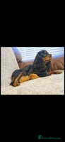 Cavapoo dogs - Advert 5